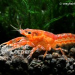CK-Cambarellus Patzcuarensis-4
