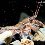 CK-Cambarus Distans-1