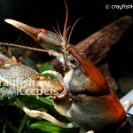 CK-Cambarus coosae-1