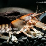 CK-Cambarus coosae-3