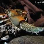 CK-Cambarus girardianus-5
