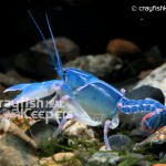 CK-Cambarus ludovicianus-1