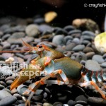CK-Cambarus manningi-5