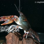CK-Cambarus miltus-1