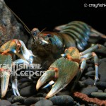 CK-Cambarus rusticiformis-3