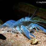 CK-Cherax destructor-2