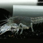 CK-Fallicambarus fodiens-1
