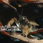 CK-Orconectes acare-2