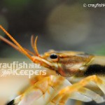 CK-Orconectes durelli-2