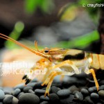 CK-Orconectes durelli-3