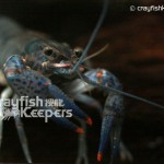 CK-Orconectes palmeri-2