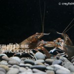 CK-Orconectes palmeri-5