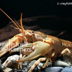 CK-Orconectes virilis-2