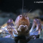 CK-Procambarus rogersi-1