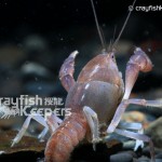 CK-Procambarus rogersi-4