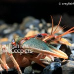 Cambarus scotti-CK1