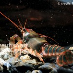 Cambarus scotti-CK2