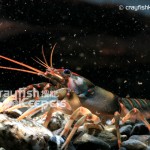 Cambarus scotti-CK3