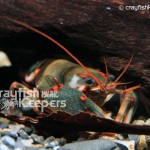 Cambarus scotti-CK4
