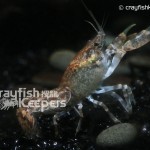 CK-Cambarellus puer-1