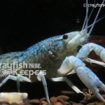 CK-Marble Crayfish-3