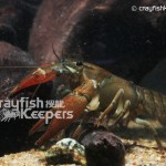 CK-Pacifastacus leniusculus-1
