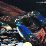 CK-Cherax blue moon-2