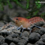 CK-Cambarellus diminutus-1